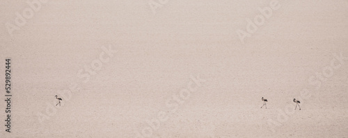 Distant image of trhee flamingos walking on a completely dry lake in late summer in Andalucia (Spain)