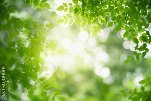 Closeup of beautiful nature view green leaf on blurred greenery background in garden with copy space using as background wallpaper page concept.