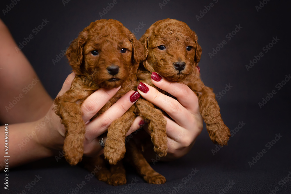 Two small red toy poodle puppies in female hands. Cute picture of puppies on a dark uniform background Two small red toy poodle puppies in female hands. Cute picture of puppies on a dark uniform background
