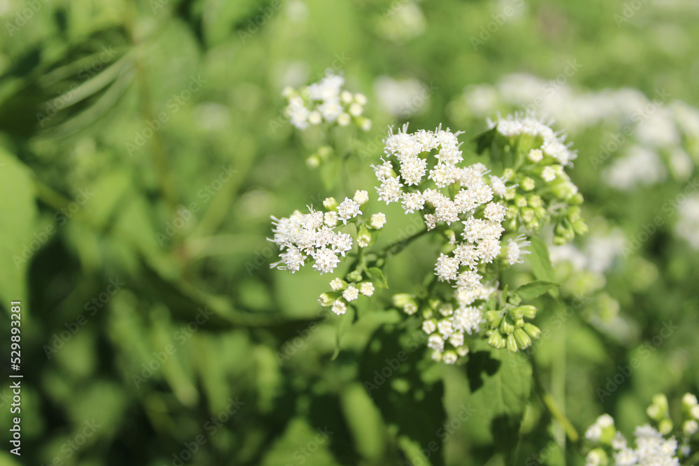 White snakeroot at Linne Woods in bright sun in Morton Grove, Illinois White snakeroot at Linne Woods in bright sun in Morton Grove, Illinois