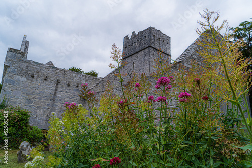 Killarney Muckross Abbey. Founded for the Observatine Franciscans about 1448.  one of the major ecclesiastical sites, found in the Kound in the Killarney National Park, County Kerry, Ireland. photo