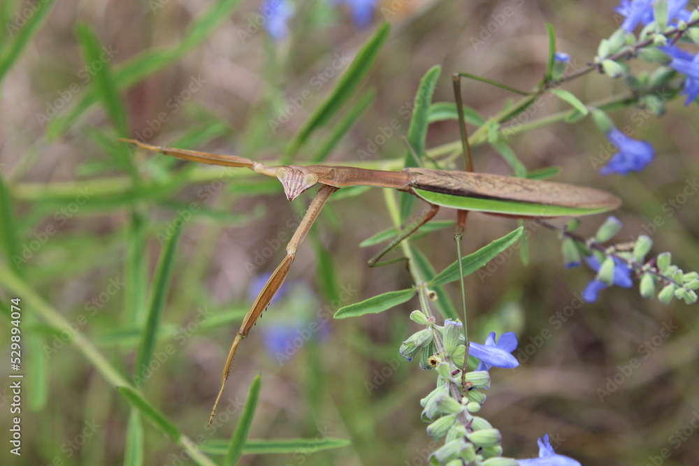 Fototapeta premium Brown praying mantis resting on wild blue sage in Morton Grove, Illinois