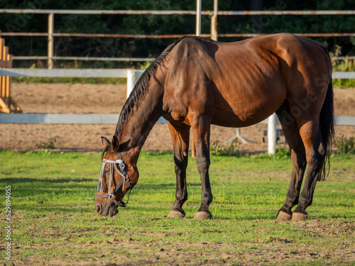 Koń w zagrodzie jedzący trawę