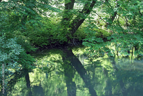 Print op canvas Wald am Bachufer - forest brook
