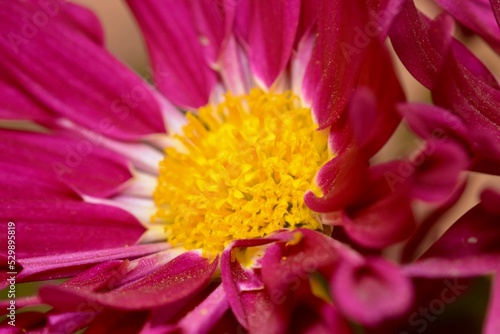 close up of flower