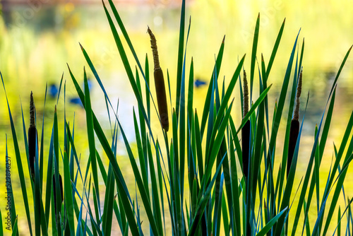 Cattails and grass with colorful background