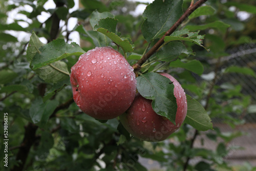 Apples in the summer rain