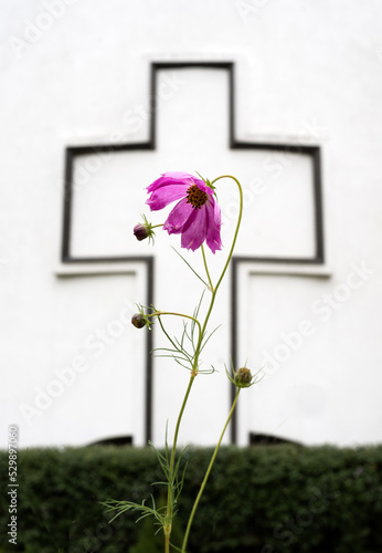 Exaltation of the Cross - purple flower on the background of the cross