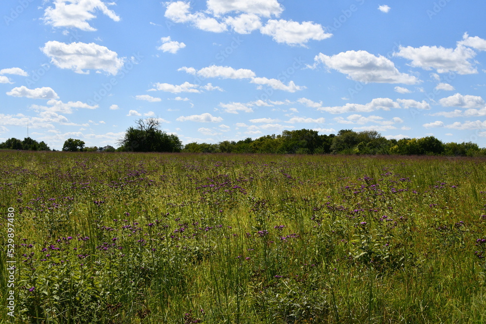 Field Field