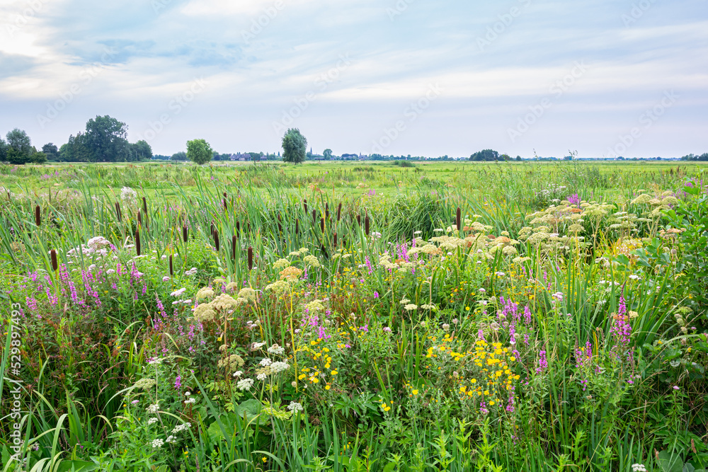 Wildflowers in the Dutch grasslands on a quiet summer evening Wildflowers in the Dutch grasslands on a quiet summer evening