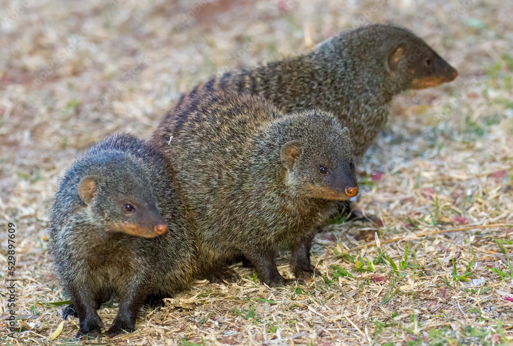Three banded mongoose (Mungos mungo) Three banded mongoose (Mungos mungo)