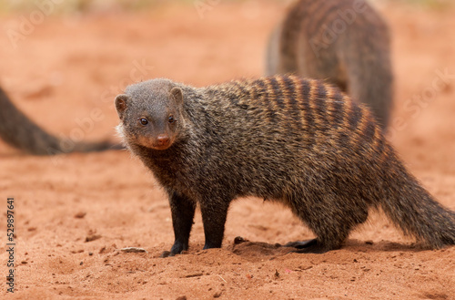 Fotografía Banded mongoose standing near friends
