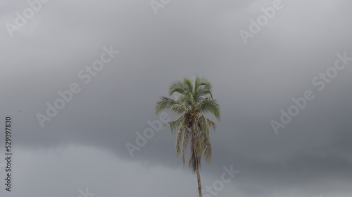 Palma en la playa de rep  blica dominicana con cielo nublado 