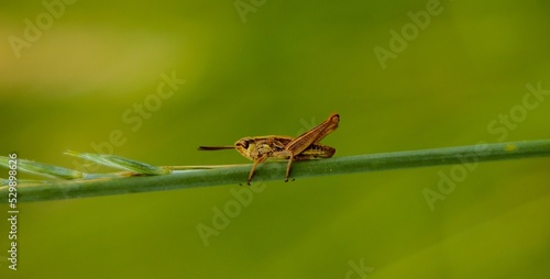 Shallow focus of a Grasshopper on a grass with a blurred green background photo