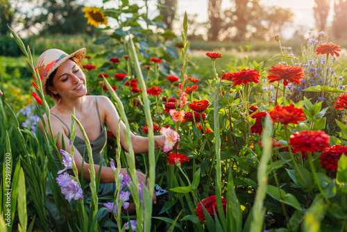 Woman gardener picks fresh gladiolus and red zinnia in summer garden using pruner. Cut flowers harvest