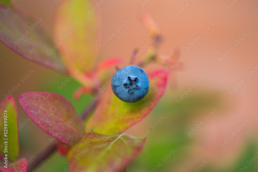 healthy blueberries, autumn colorful leaves healthy blueberries, autumn colorful leaves