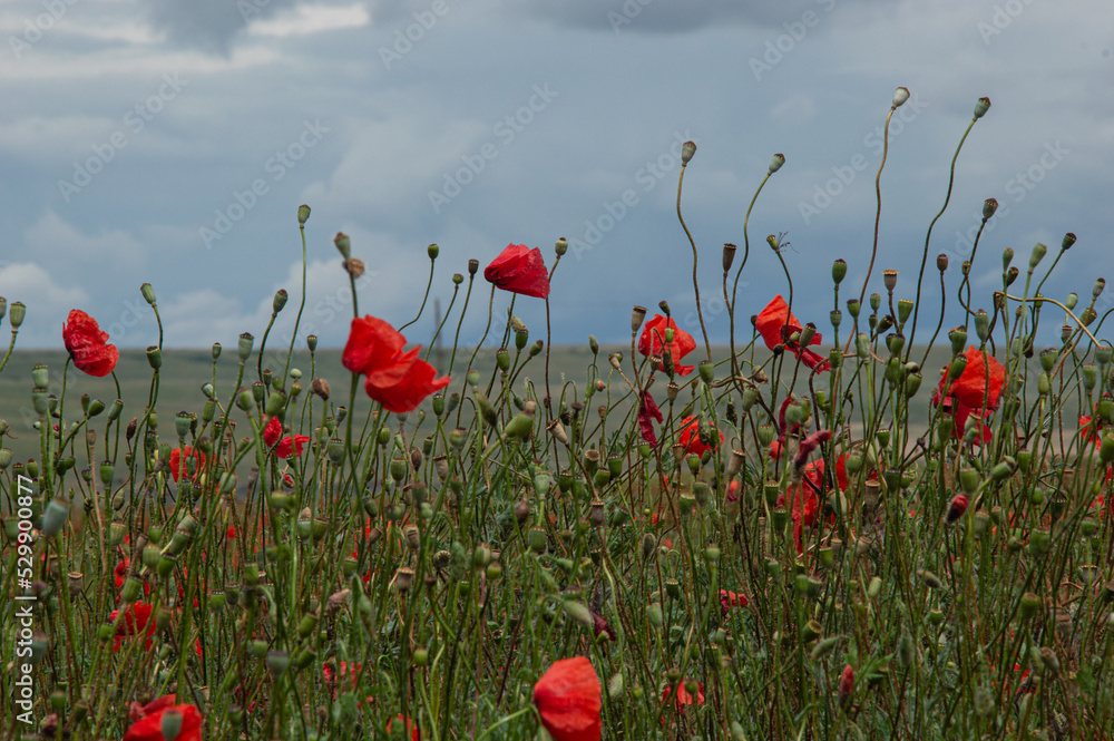 Naklejka premium Summer flowering fields with lavender and poppies.