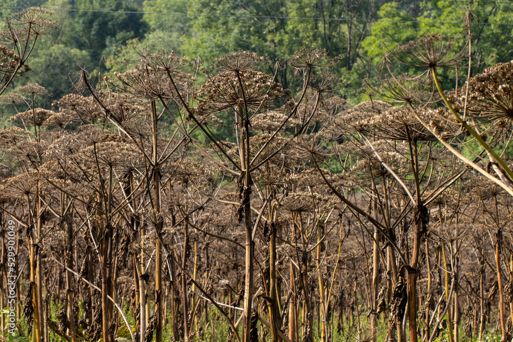 Agricultural field overgrown with Heracleum Agricultural field overgrown with Heracleum