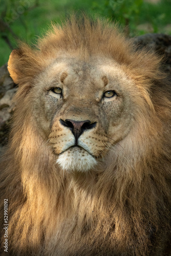 Katanga Lion or Southwest African Lion  panthera leo bleyenberghi. Head Close Up. Natural Habitat. Big lion with dark mane in the green grass in the savanna.Portrait of an african lion in the green.