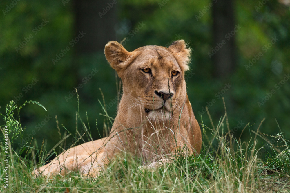 Obraz premium Katanga Lion or Southwest African Lion, panthera leo bleyenberghi. Head Close Up. Natural Habitat. Big lion with dark mane in the green grass in the savanna.Portrait of an african lion in the green.