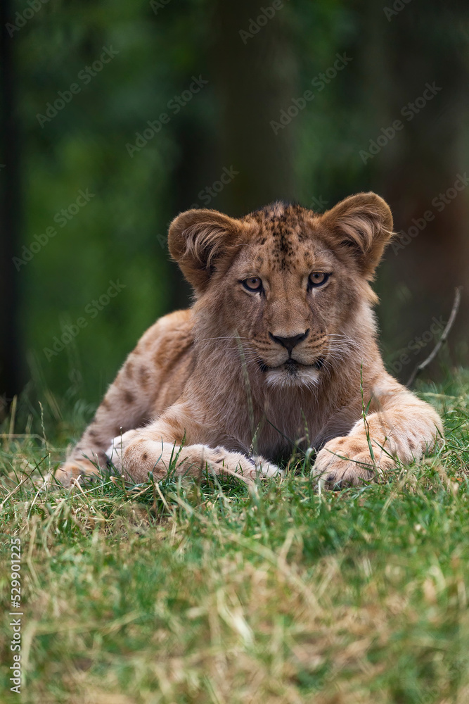 Katanga Lion or Southwest African Lion, panthera leo bleyenberghi. Head Close Up. Natural Habitat. Big lion with dark mane in the green grass in the savanna.Portrait of an african lion in the green. Katanga Lion or Southwest African Lion, panthera leo bleyenberghi. Head Close Up. Natural Habitat. Big lion with dark mane in the green grass in the savanna.Portrait of an african lion in the green.