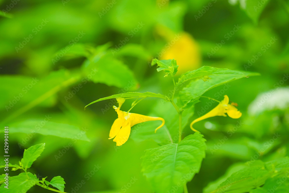 Impatiens noli-tangere, yellow flowers of touch-me-not balsam Impatiens noli-tangere, yellow flowers of touch-me-not balsam