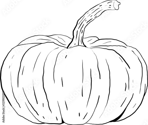 drawn by hand, the picture is a pumpkin from a simple outline 7
