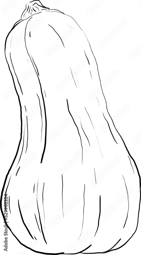 drawn by hand, the picture is a pumpkin from a simple outline 4 drawn by hand, the picture is a pumpkin from a simple outline 4