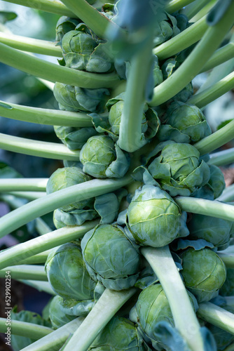 brussel sprouts on stalk in garden