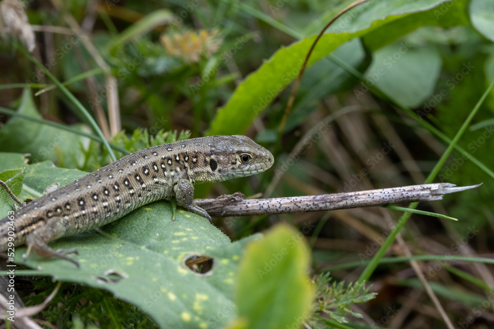 Small lizard close up hidden between grassland plants