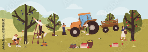 People gathering fruits in orchard. Farmers picking ripe apples, plums, pears from trees in garden wooden baskets. Gardeners men and women collecting harvest using ladder and tractor. Agriculture work