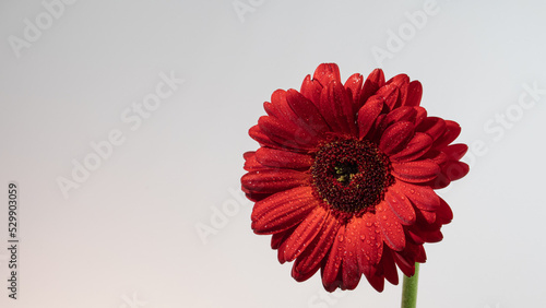 Gerbera  just one flower isolated from the background.