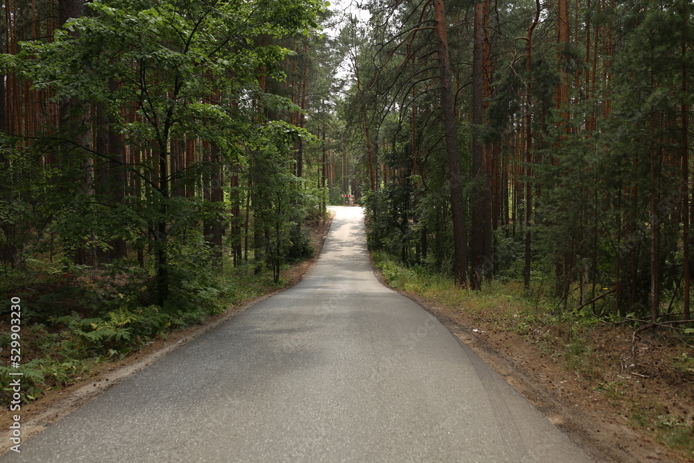 Fototapeta premium road in the forest