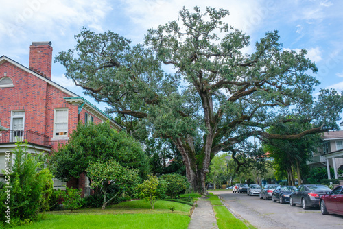 Cityscape Featuring a Large Sprawling Live Oak Tree Centered Among Houses and Parked Cars in New Orleans, Louisiana, USA