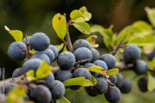 Ripe blue blackthorn berries close up with thorns