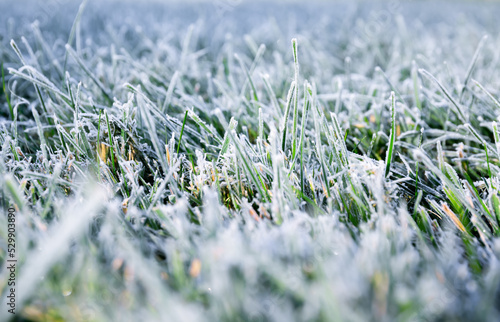 Valokuva Morning dew froze on a green grass