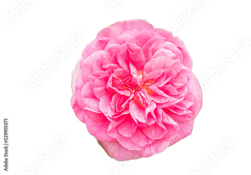 pink rose from above png