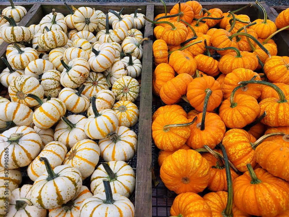 Bins of White Mini Pumpkins wth Gold and Green Strips, and Orange Speckled Pumpkins Bins of White Mini Pumpkins wth Gold and Green Strips, and Orange Speckled Pumpkins