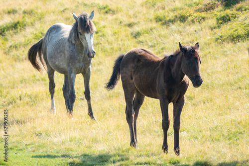 Wild horses family on the sunny pasture
