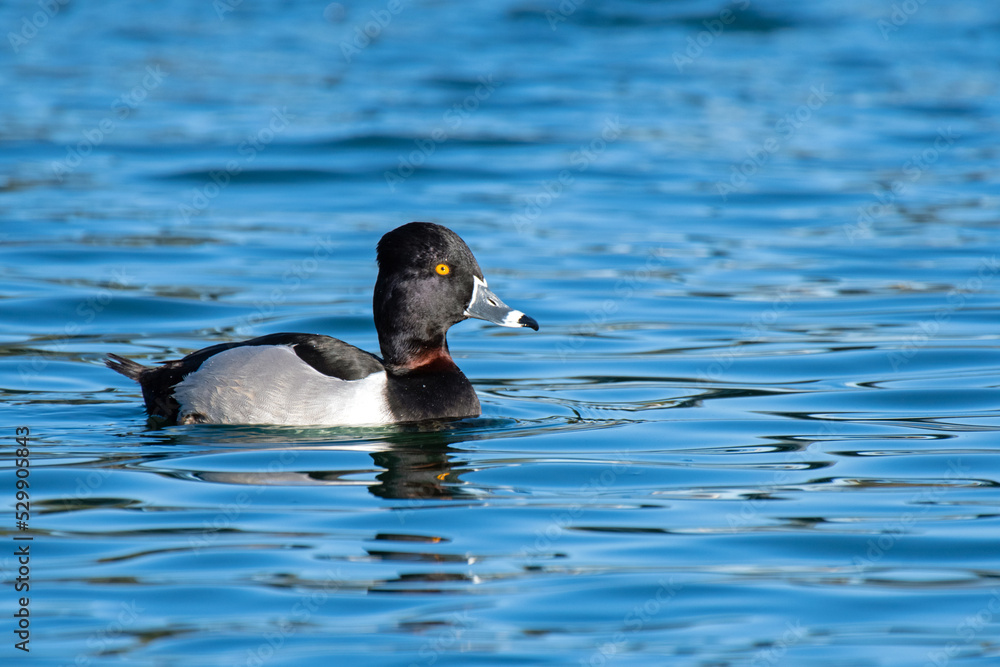 Ring-necked Duck (Aythya collaris) Ring-necked Duck (Aythya collaris)