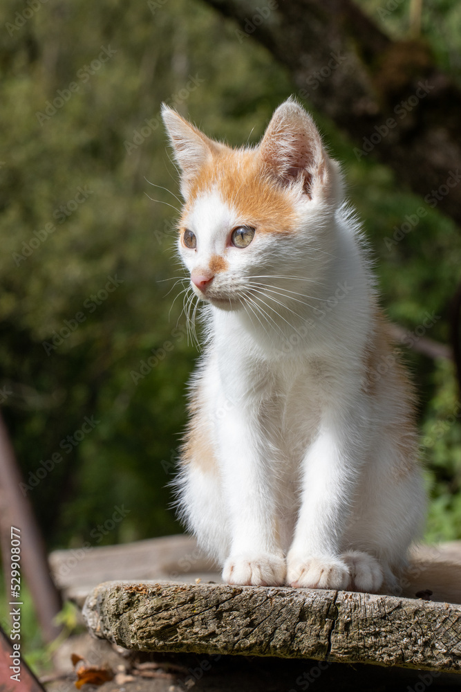 Adorable orange white cat sitting on old farm equipment in agricultural setting Adorable orange white cat sitting on old farm equipment in agricultural setting