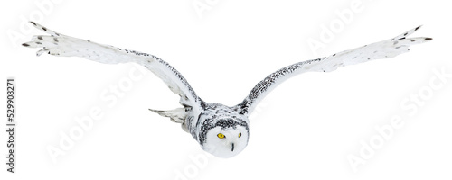 Owl in flight isolated on transparent background. Snowy owl, Bubo scandiacus, flies with spread wings. Hunting arctic owl. Beautiful white polar bird with yellow eyes. Winter in wild nature habitat.