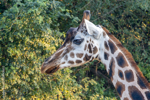 Portrait of a Nubian giraffe - giraffa camelopardalis rothschildi (GIRAFFA CAMELOPARDALIS) photo