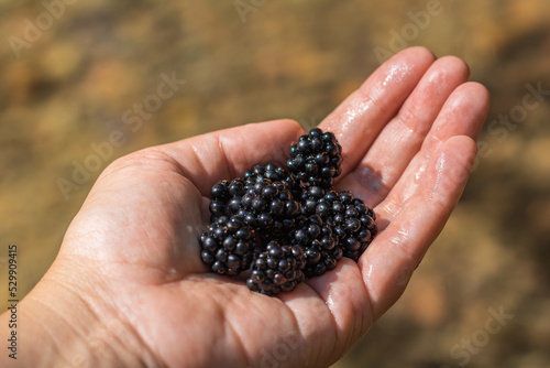 Organic fruit in woman's hand. Farmers hands with freshly harvested fruit. Fresh organic blackberries.