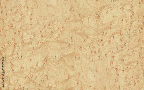 Bleached burl wood texture high resolution