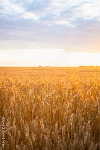 Ripe golden wheat spikelets on the field in beautiful sunset lights. Selective focus. Shallow depth of field.