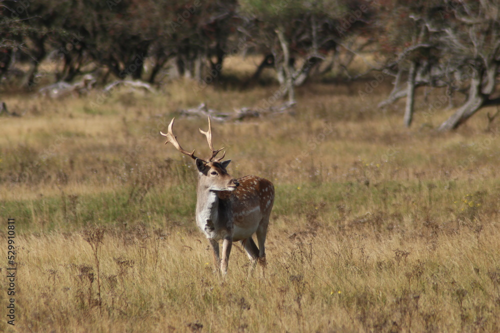 Deer at the Amsterdamse Waterleiding Duinen in the Dune Deer at the Amsterdamse Waterleiding Duinen in the Dune