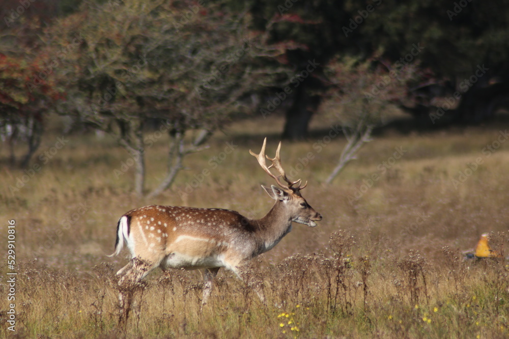 Deer at the Amsterdamse Waterleiding Duinen in the Dune Deer at the Amsterdamse Waterleiding Duinen in the Dune