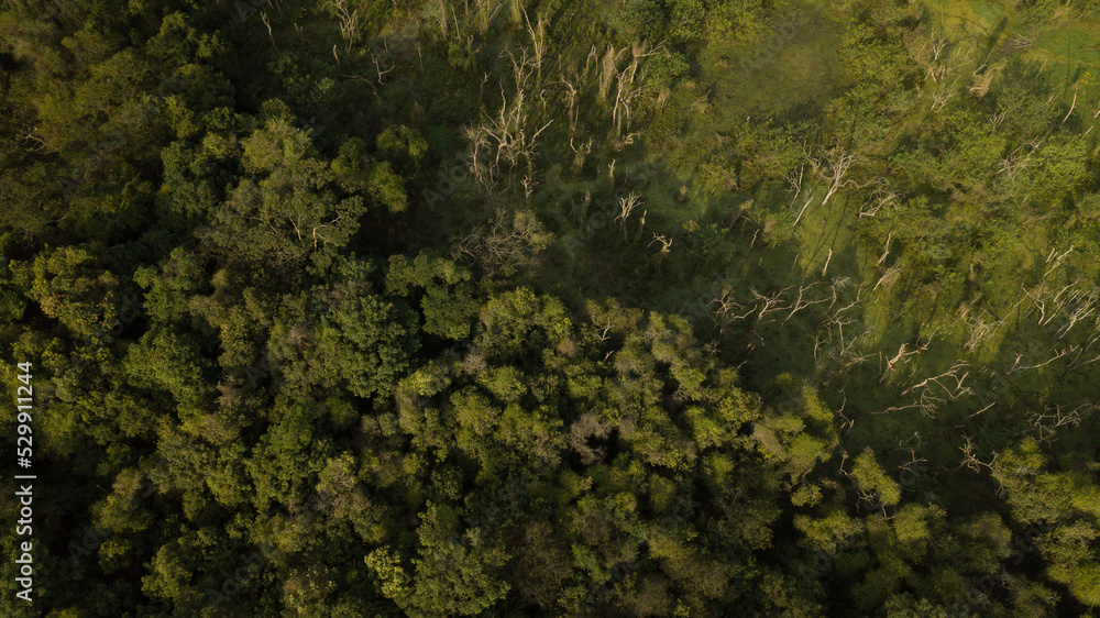 A forest remnant of the Camboatá Forest in the northern part of Rio de Janeiro is home to endemic fish and plants. This region has become a protected area. Rio de Janeiro, Brazil