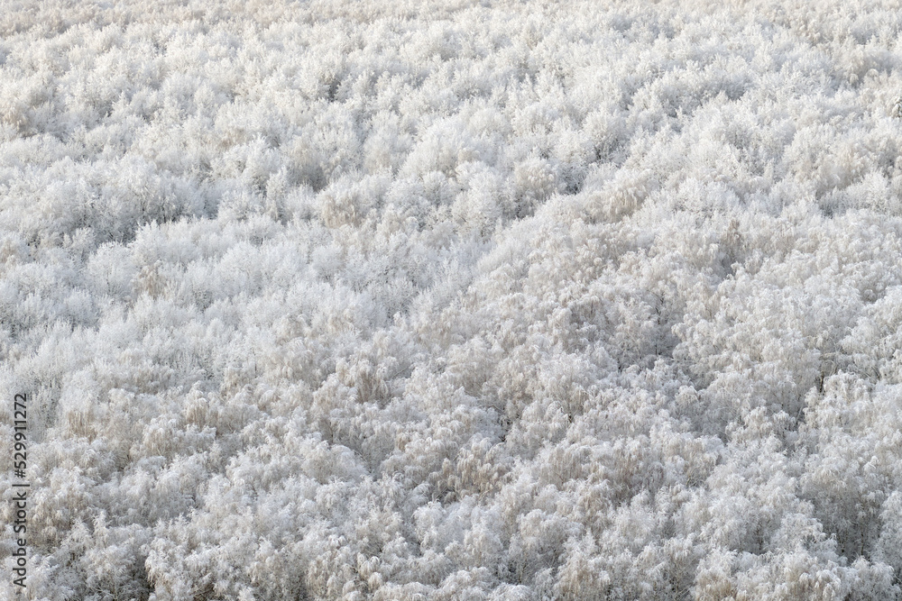 Panorama of a winter forest with white trees in the snow, copy space for text. Panoramic top view of the snowy park